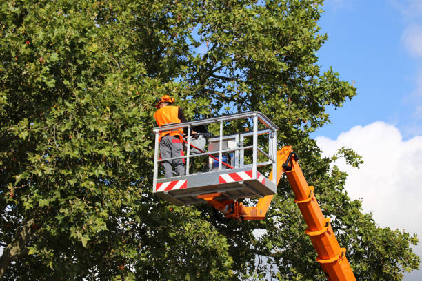 Why Choose Our Tree Removal Services in North Plainfield, NJ?